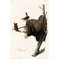 thumbnail image 2 of Audubon, John James 13x18 White Modern Wood Framed Museum Art Print Titled - House Wren, 2 of 4