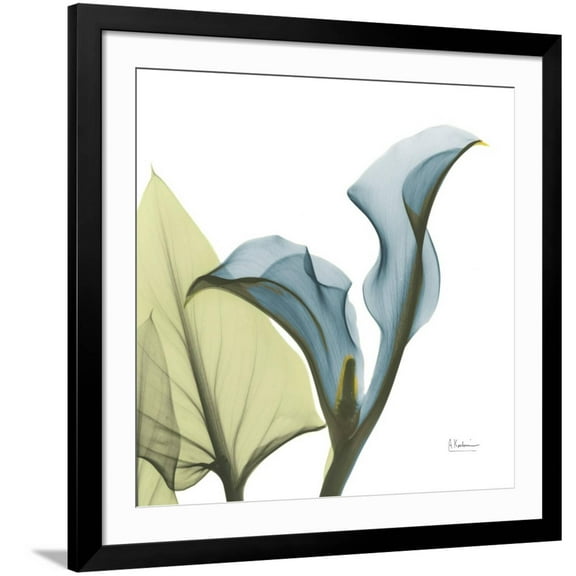 Art.com Calla L235 Photographic Print by Albert Koetsier, Black Frame Wall Art, 38" x 38"