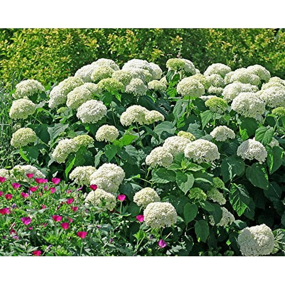 Annabelle Smooth Hydrangea - Live Plant ( 1 QT )