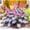 B, variant on Hostas Planting-(Non-Artificial)-Ornamental-Simple Planting -Home Decoration-Beautiful Gift Garden-Bloom Year After Year