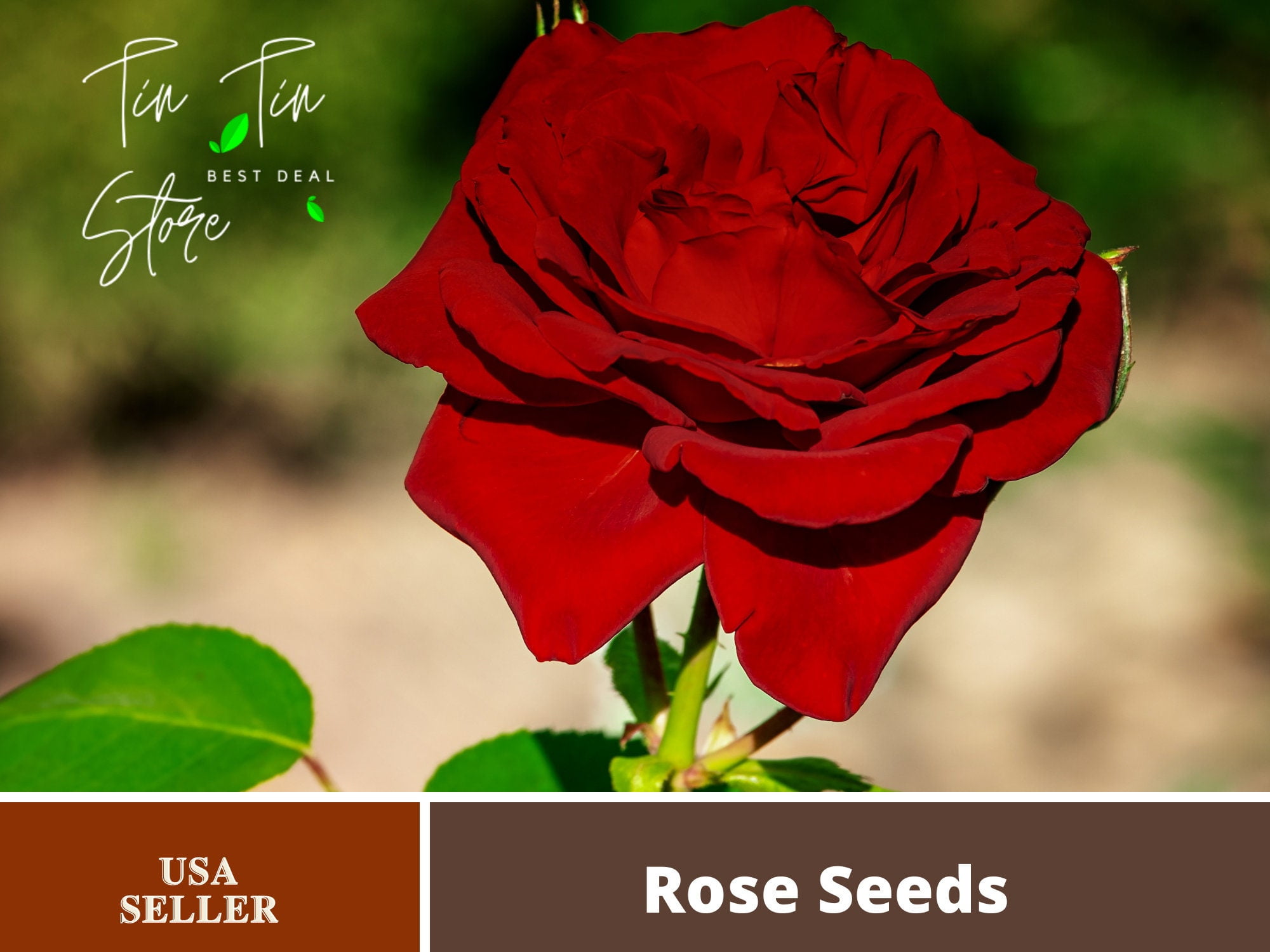 30 Rare Seeds Mr. Lincoln Hybrid Tea Rose 1055 BUY 4 GET 1 FREE