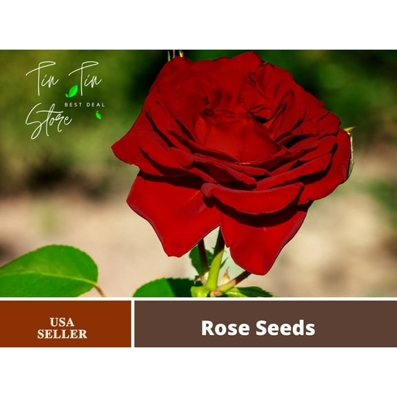 Pemdasgarden 30 Mr. Lincoln Hybrid Tea Rose Flower Seed