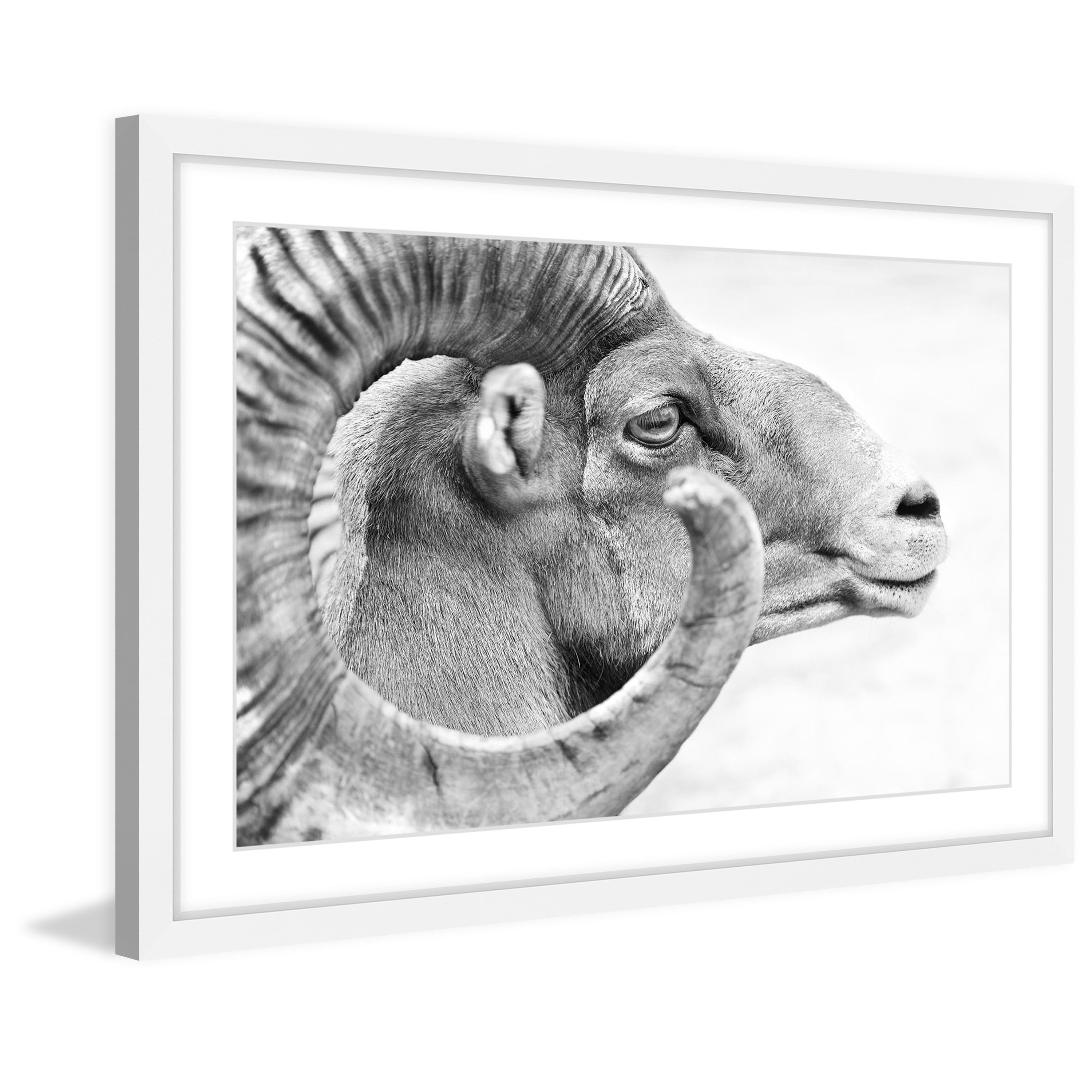 Marmont Hill "Ram Profile 3" Framed Painting Art Print, 30.00" x 1.50"