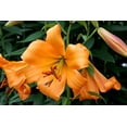 thumbnail image 2 of African Queen Trumpet Lily 2 Bulbs 16/18cm Bulbs- Yellow/Orange/Brown, 2 of 4