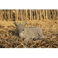 thumbnail image 2 of 11" Sitting Donkey Foal Outdoor Garden Statue, 2 of 6