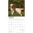 thumbnail image 3 of Yellow Labrador Retrievers | 2026 12x24" (Hanging) Wall Calendar | BrownTrout, 3 of 9