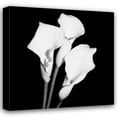 thumbnail image 1 of Jeff Maihara 36x36 Gallery Wrapped Canvas Wall Art Titled - Calla Portrait II, 1 of 4
