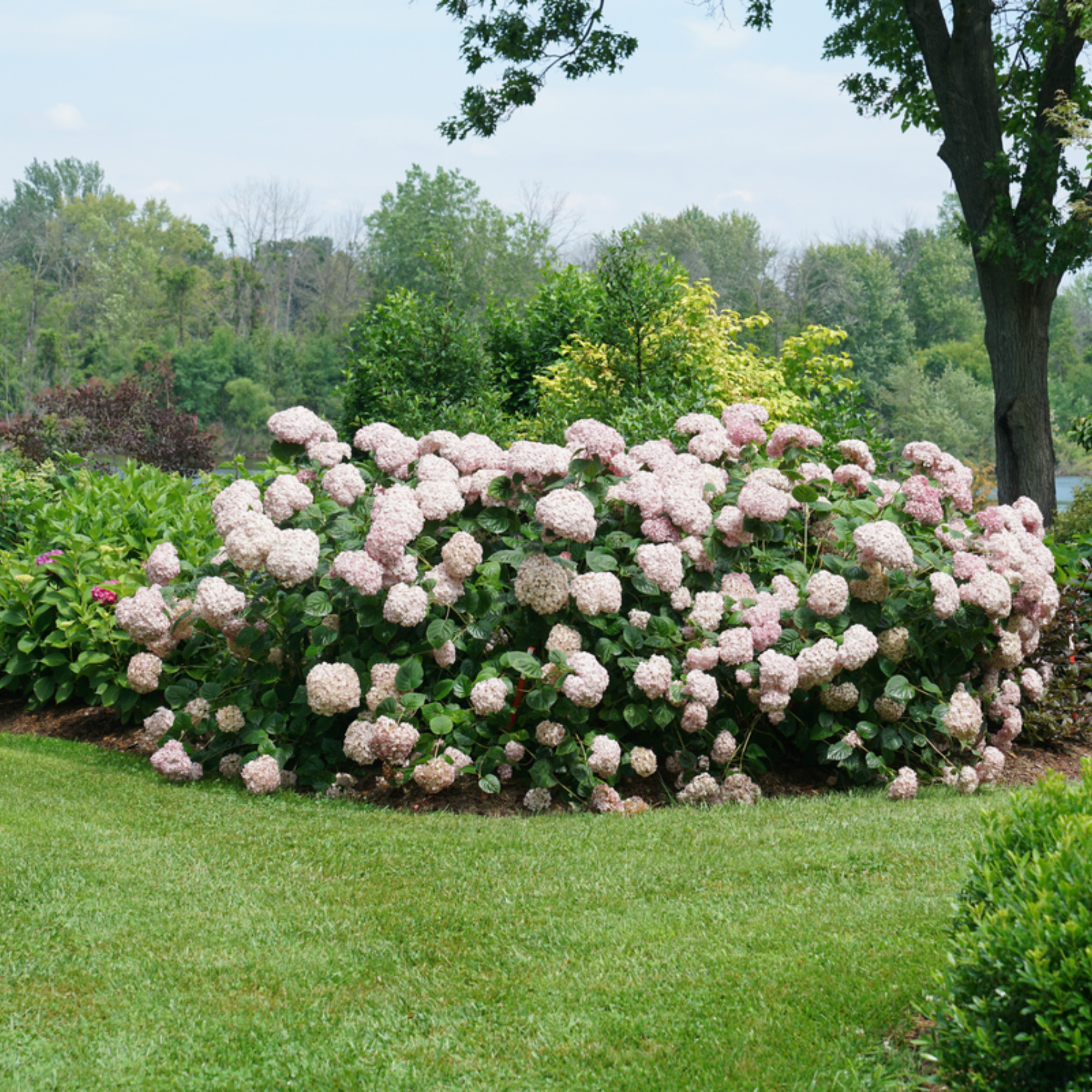 Proven Winners ColorChoice 6" Pink Incrediball Blush Smooth Hydrangea Live Plant in 7.5" Pot