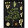 thumbnail image 3 of Vision Studio 12x14 Black Modern Framed Museum Art Print Titled - Study in Botany IV, 3 of 5