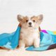 thumbnail image 4 of Manta para perros SuperKitties, manta suave y cálida, mantas para perros para niñas y niños, manta para mascotas, manta de terciopelo de doble cara para mascotas, 4 of 8