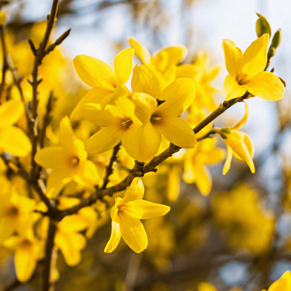 Lynwood Gold Forsythia Plant Live, Yellow Flowering 4 Inches Pot, Outdoor Landscape