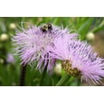 thumbnail image 4 of 25 AMERICAN ROSE (Centaurea Aloha / American Starflower / American Basket Flower / America Starthistle) Centaurea Americana Flower Seeds, 4 of 8