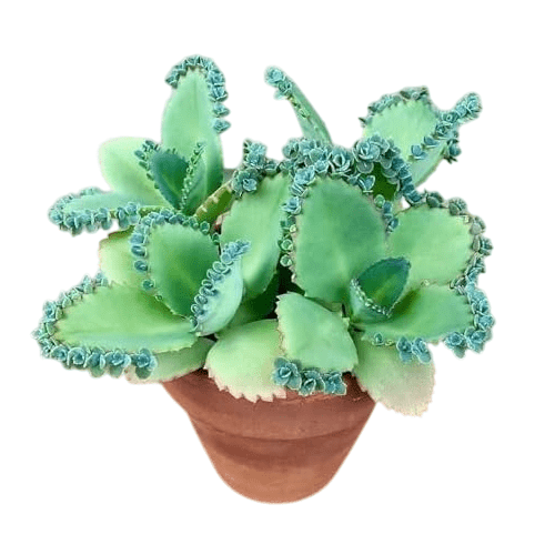 Green Kalanchoe Mother Of Thousands Plant Kalanchoe Daigremontiana Mexican Hat Small Plant 4 Inch Pot