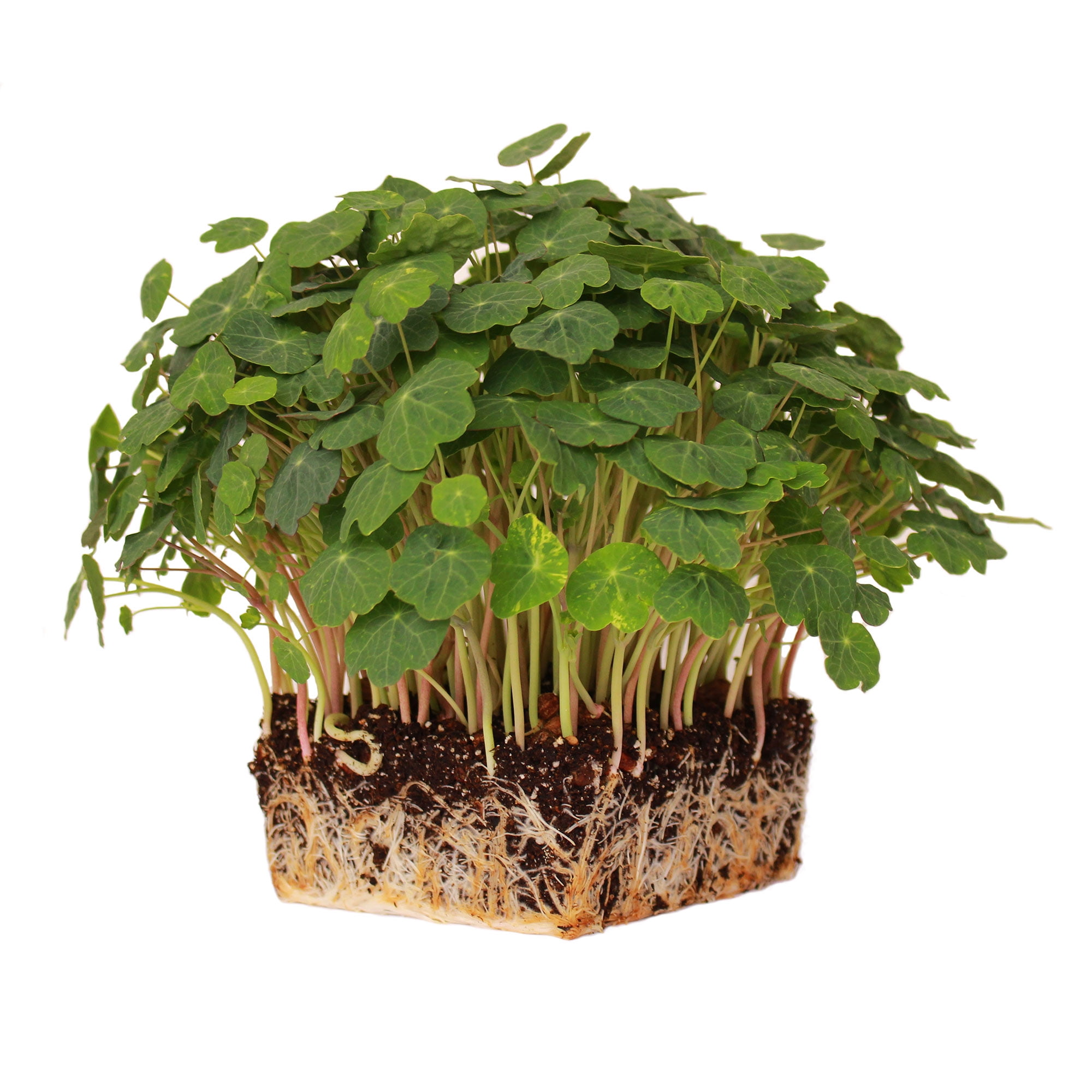 Nasturtium Seeds - Alaska Mix - 1 Lb - Non-GMO Edible Flower Garden & Microgreens Seeds - Tropaeolum nanum - Grow Micro Greens