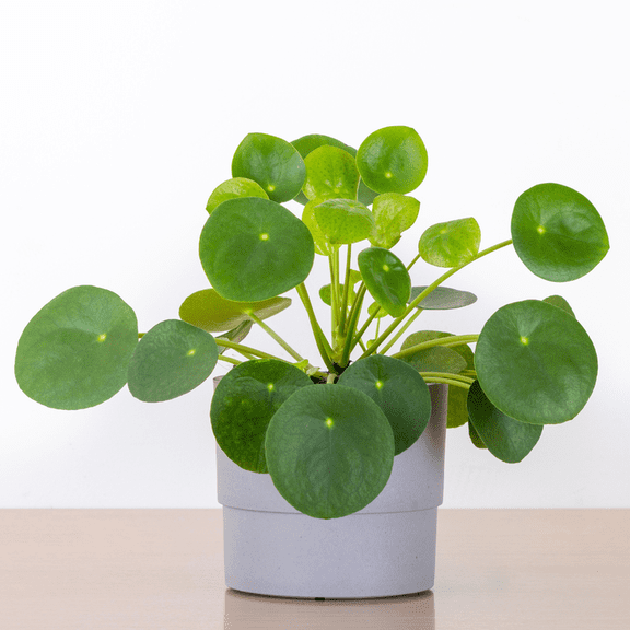 Chinese Money Plant Live, Pilea Peperomioides Live Potted 4 Inches, Air Purifying, 4 to 7 Inches Height