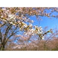 thumbnail image 3 of Frances, Stephanie 14x12 Black Modern Framed Museum Art Print Titled - Sudden Blossom 1, 3 of 5