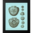 thumbnail image 2 of Vision Studio 12x14 Black Modern Framed Museum Art Print Titled - Tinted Shells on Aqua III, 2 of 5