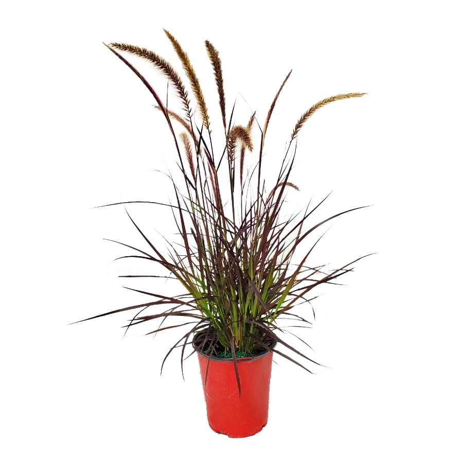 Tropical Plants of Florida 14" to 20" Red Fountain Grass Plant