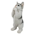 thumbnail image 5 of Realistic Begging Feline Shorthair Calico Cat Kitten Figurine With Glass Eyes, 5 of 9