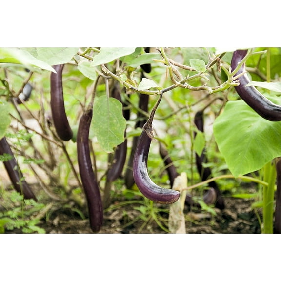 Seeds!  Long Purple Eggplant --20 Garden Seeds-Vegetable Seed Natural -Delicate flavor Tender gourmet fruit vivid purple