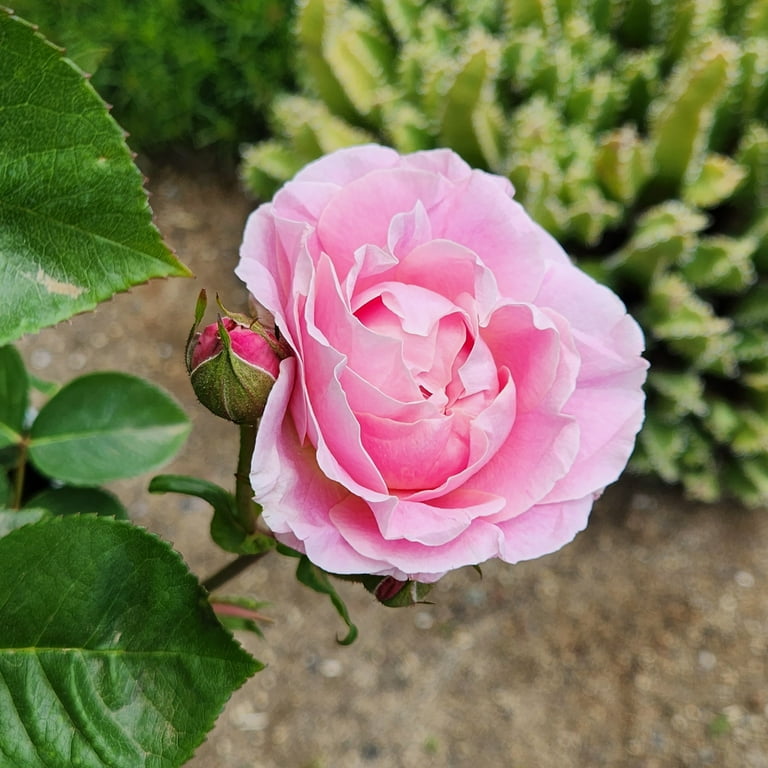 True Bloom by Altman Plants 'True Perfume' PP28929, Pink True Bloom by Altman Plants 'True Perfume' PP28929, Pink