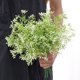 thumbnail image 1 of Gwong Decoración hogareña Flor artificial Impermeable Everlasting Plástico DIY Flor Arreglos Artificial Planta para el hogar Gwong 21060162, 1 of 6