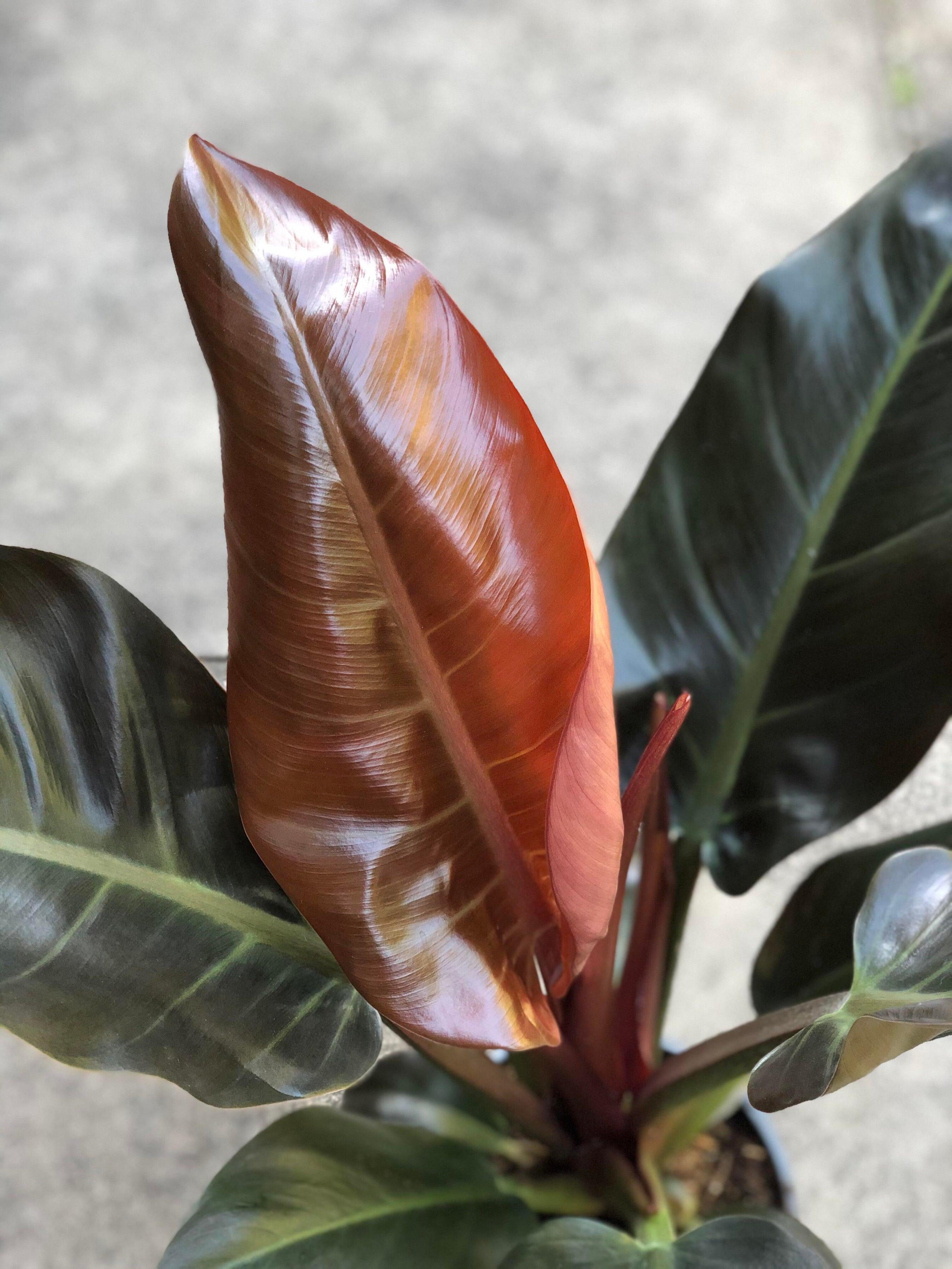 RedCrocus 'Imperial Red' Philodendron - Vibrant Tropical Indoor Plant with Glossy Red & Green Foliage, Easy Care, Creates Lush Decor  10" Pot