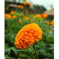 thumbnail image 6 of TomorrowSeeds - Hawaii Orange African Marigold Seeds - 3000+ Count - For 2025 Planting Big Beauty, 6 of 10