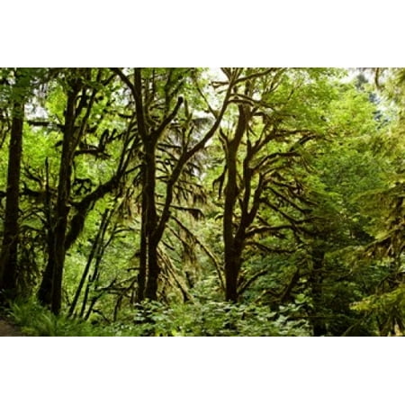 - Trees in a forest Quinault Rainforest Olympic National Park Olympic Peninsula Washington State USA Poster Print by Panoramic Images (36 x 24)