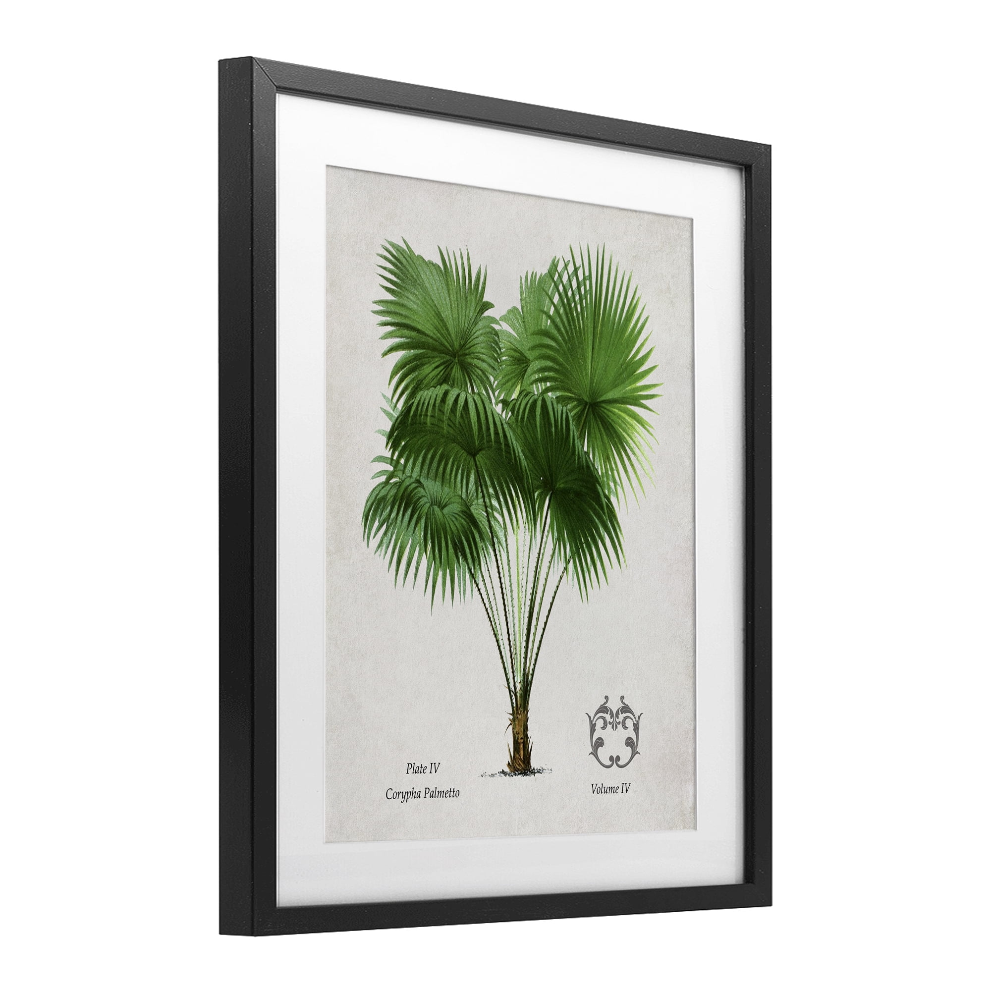 Stupell Industries Fan Palm Vintage Study Black Framed Print Under Glass, design by Val Rhodes