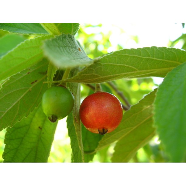 Jamaican Cherry Tree Strawberry Tree Live Plant in a 4 Inch Grower