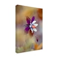 thumbnail image 4 of Canvas Wall Art - Jacky Parker 'Columbine' Wall Art for Living Room, Bedroom, or Office Décor by Trademark Fine Art - 30 x 47 Inches, 4 of 4