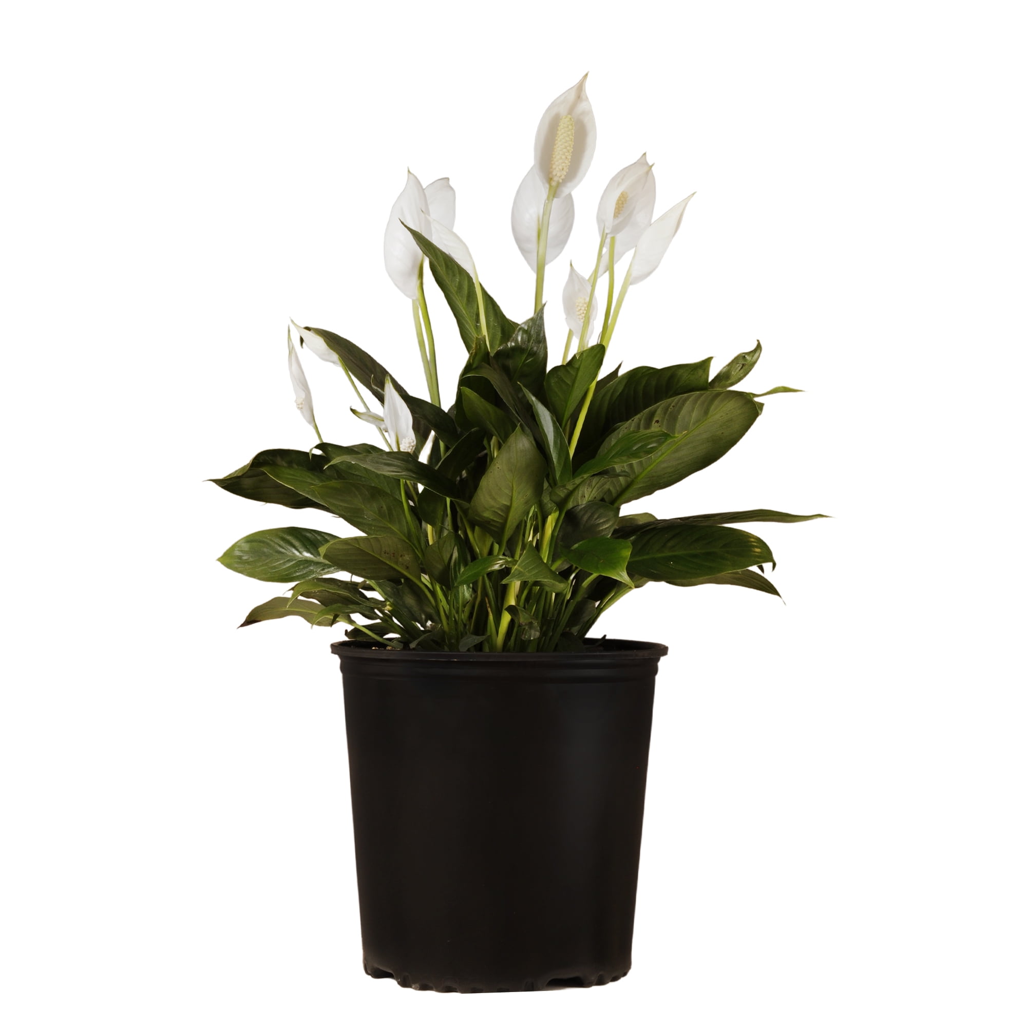 United Nursery Live Peace Lily Plant 20-24 Inches Tall in 9.25 Inch Grower Pot