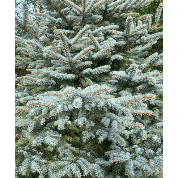 Blue Spruce Live Plant, 1 Foot Tall Evergreen Tree for Outdoor Planting, Garden and Landscape Use
