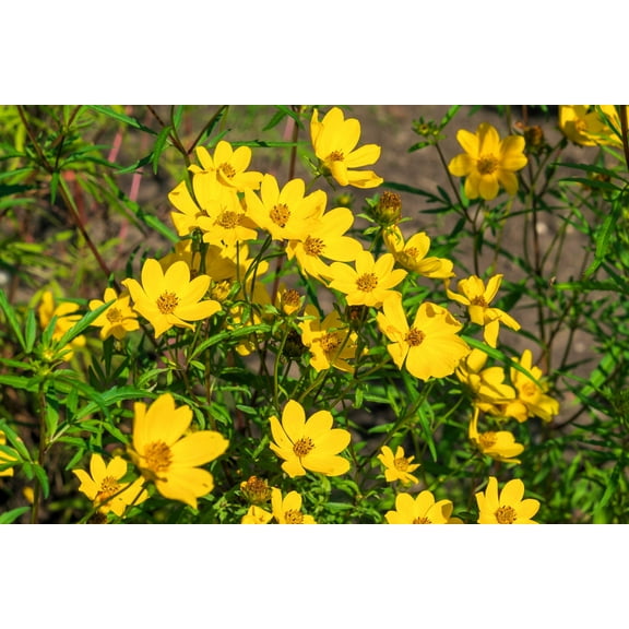 200 Yellow SWAMP MARIGOLD Bidens Aristosa Mutica Flower Seeds