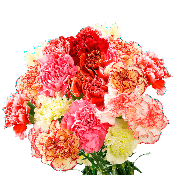 100 Stems of Novelty Carnations