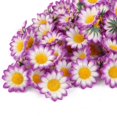 thumbnail image 2 of 100 Unids Gerbera Artificial Margarita Seda Cabezas de Flores Boda Fiesta Jardín Decoración de Arte De Boda DIY Blanco con rojo violáceo. Zulema Gerbera Daisy Head Flower, 2 of 6