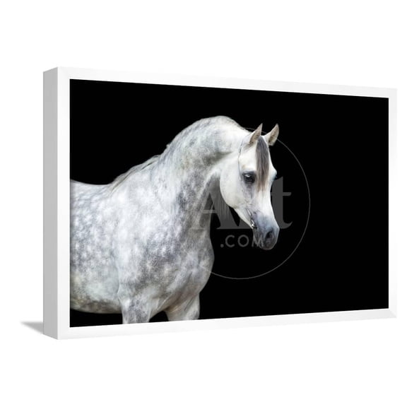 Arabian Horse Head Isolated on Black Background, Animals Framed Art Print Wall Art by Alexia Khruscheva Sold by Art.Com