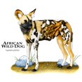 thumbnail image 3 of CafePress - African Wild Dog - Greeting Card, Blank Inside Glossy, 3 of 3