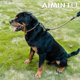 thumbnail image 2 of Dog bowl, braided rope traction - walking training for medium/large dogs (1/2 ') x 6FT, khaki), 2 of 5
