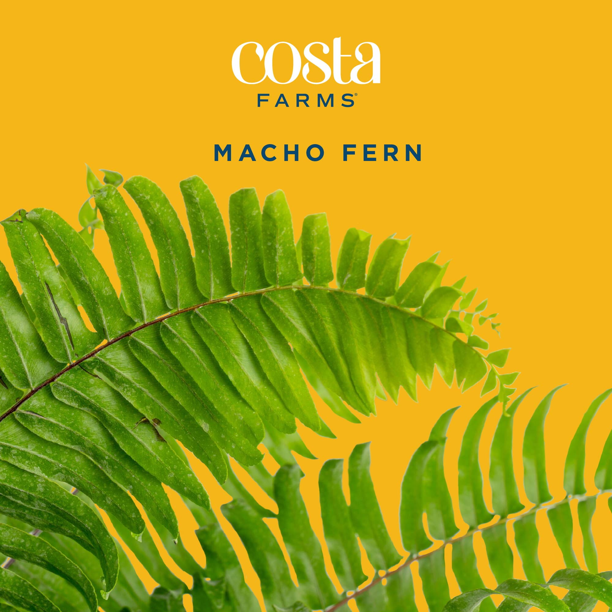 Costa Farms 24" Macho Fern Live House Plants in 10" Grower Pot