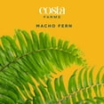 thumbnail image 3 of Costa Farms 24" Macho Fern Live House Plants in 10" Grower Pot, 3 of 9
