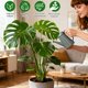 thumbnail image 5 of Soporte para plantas Sanzkic, ajustable, paquete de 5 unidades, para interiores y exteriores, 5 of 9