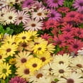 thumbnail image 5 of Drought Tolerant Osteospermum African Daisy Grand Canyon Garden Flower Seed Mix - 20 Seeds, 5 of 5