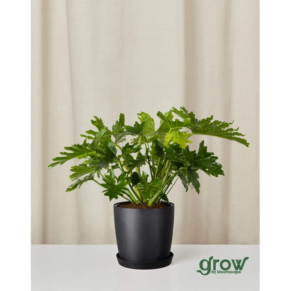 Grow by Bloomscape Live Potted Indoor 22in. Tall Philodendron Hope Selloum; Tropical Plant in 10in. EcoPot