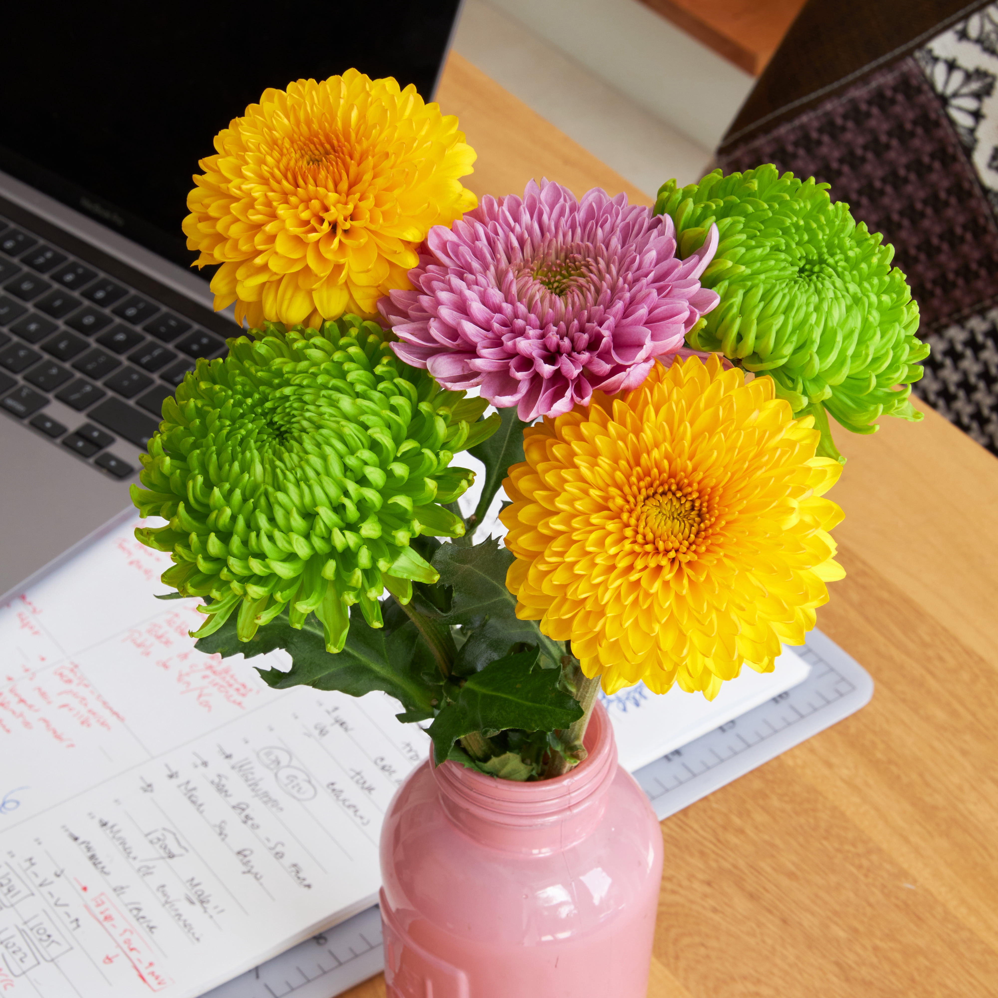 Fresh-Cut Snowball Mums Flower Bunch, 5 Stems, Colors Vary