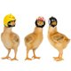 thumbnail image 4 of BEMS-4pcs casco para pájaros y pollos, casco para mascotas pequeñas, sombrero creativo para gallinas y patos, protección, 4 of 4