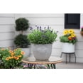 thumbnail image 5 of Better Homes & Gardens 1.5-Gallon Purple Lavender Live Perennial Plant, 5 of 7