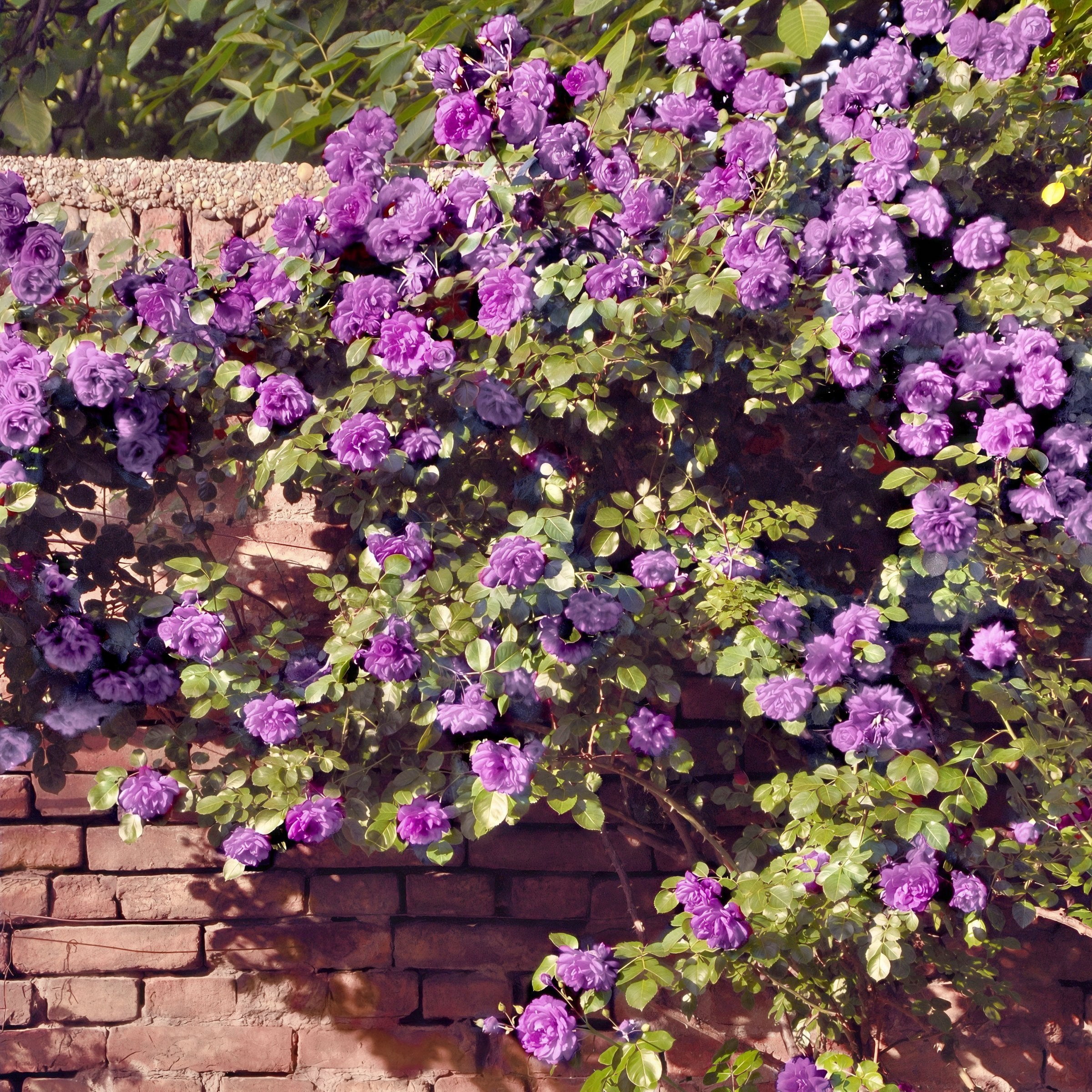 National Plant Network Bare Root Rose Angel Face with Purple Flowers