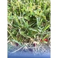 thumbnail image 5 of Monterey P-Turflon Ester Weed & Grass Killer, 8 oz Concentrate, 5 of 5